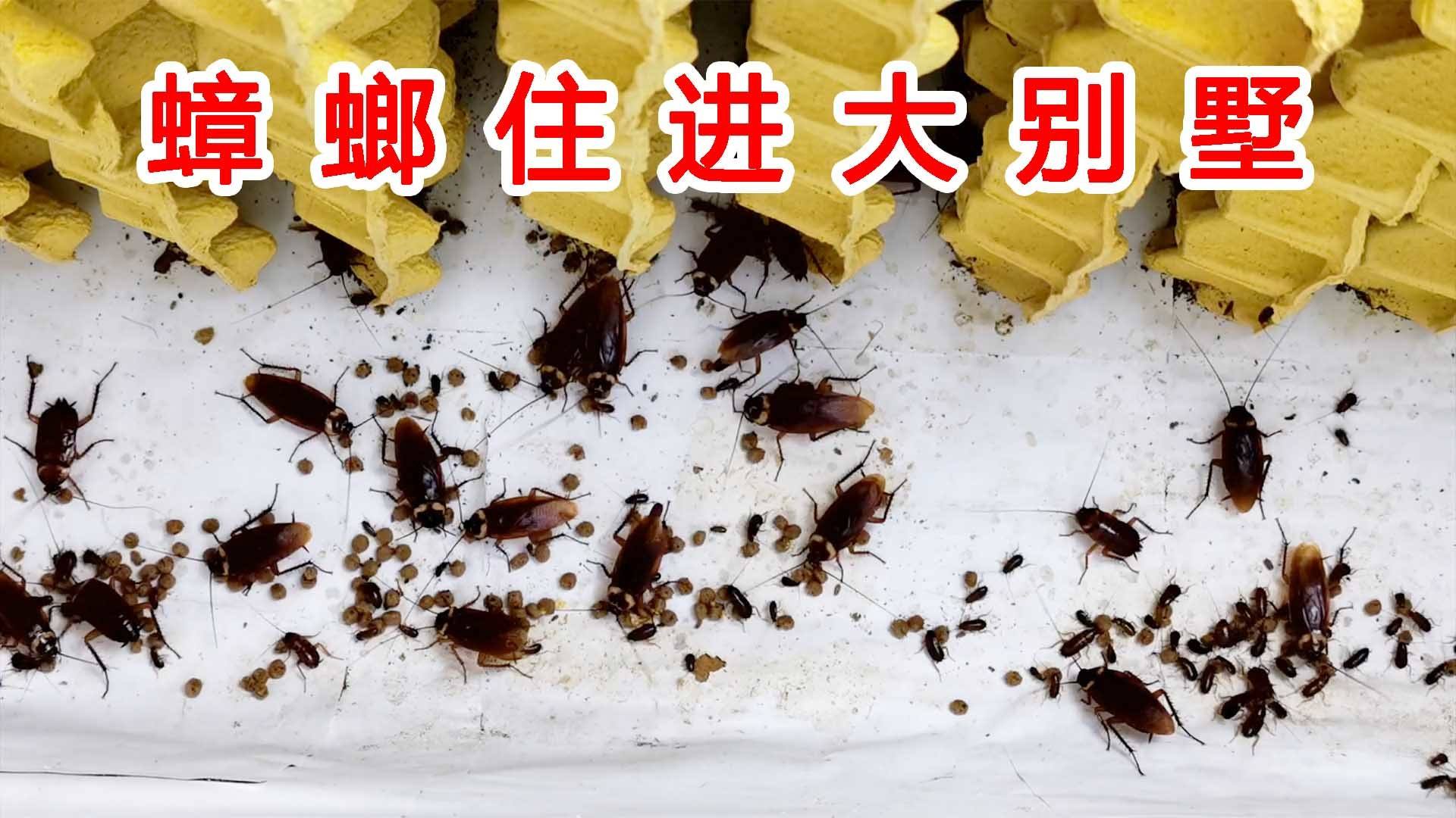 家里有蟑螂怎么办能除根(家里有蟑螂怎么办能除根_生活常识_行业资讯)