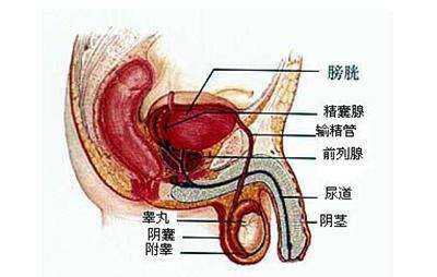 阴囊潮湿怎么办(一到夏天阴囊潮湿怎么办)