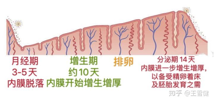 内膜太厚怎么办(内膜太厚怎么回事)