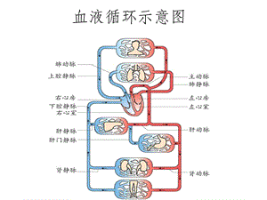 血液循环不好怎么办(眼部血液循环不好怎么办)