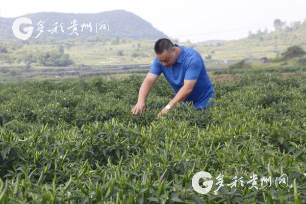 遂平县农村创业致富新思路，拥抱绿色农业，挖掘生态旅游潜力