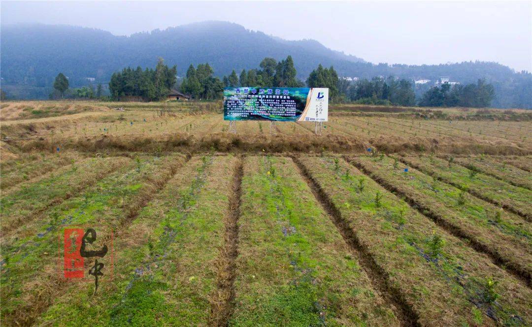 巴中市赚钱生意推荐，探寻当地特色产业，发掘商机