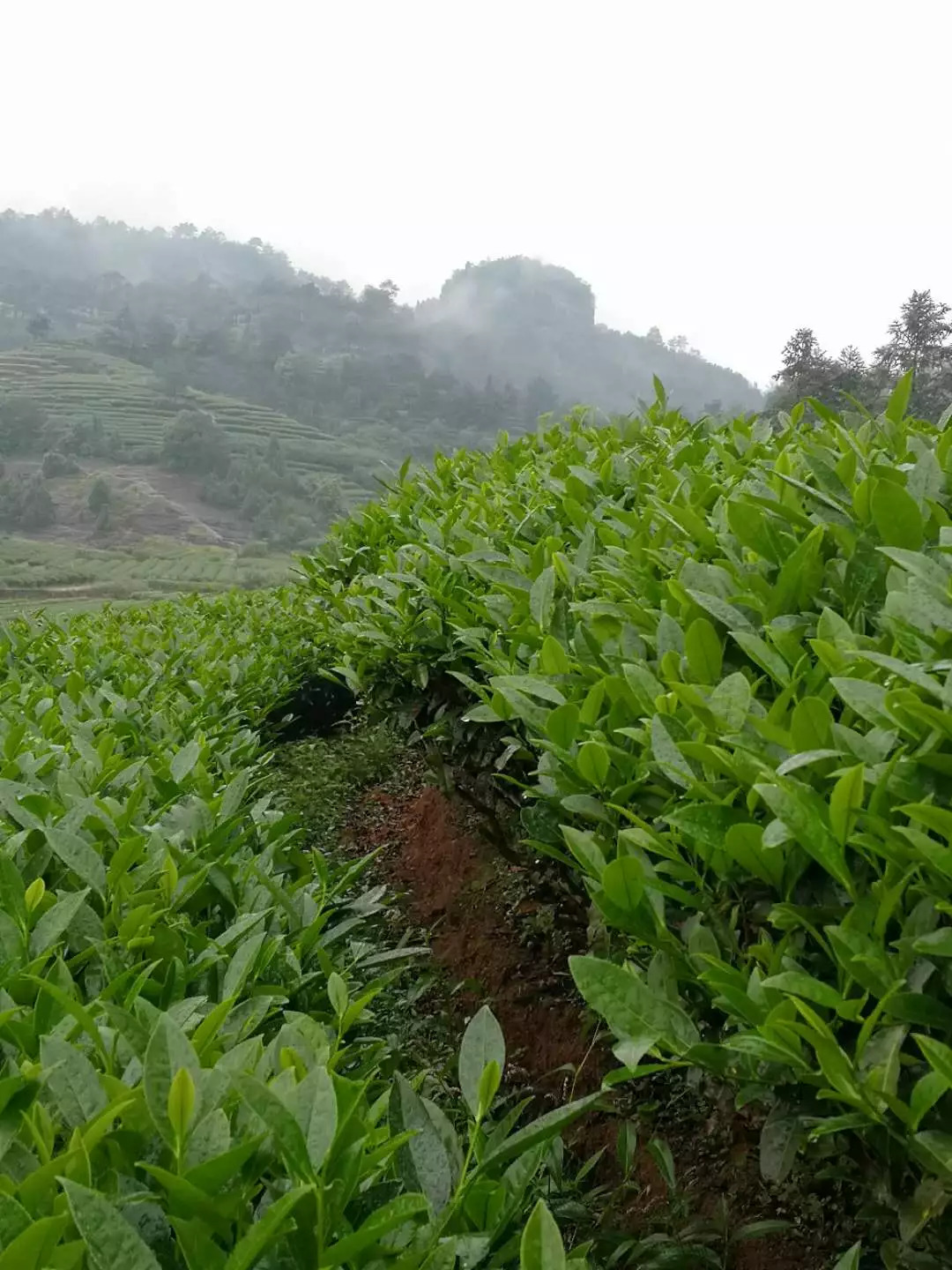 漳州老枞正山小种怎么加盟（正山堂老枞）