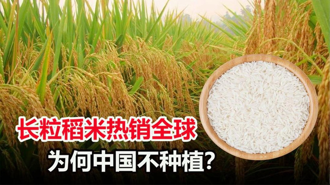 种植大米的地方做什么赚钱 种植大米的五个步骤