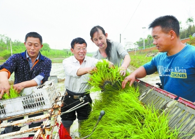 种植大米的地方做什么赚钱 种植大米的五个步骤