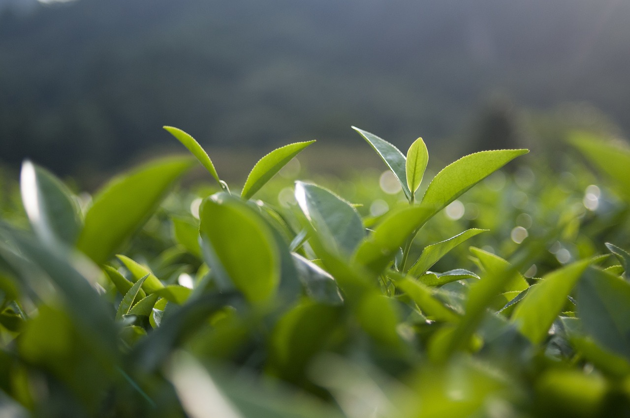 金华毛尖茶叶怎么加盟代理（浙江毛尖绿茶）