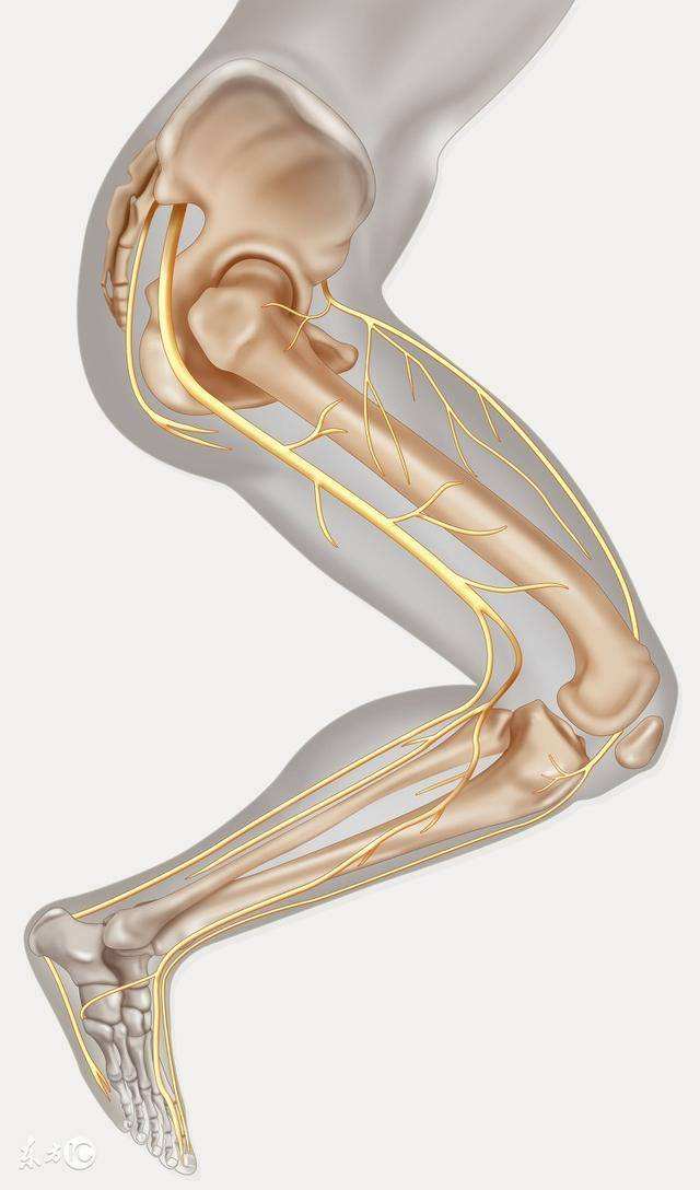 7,在腰间盘初期由于腰椎间盘突出压迫神经根,会造成急性的腰痛及腿部
