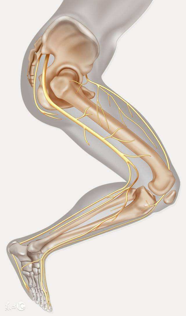 腰神经下肢神经分布图图片